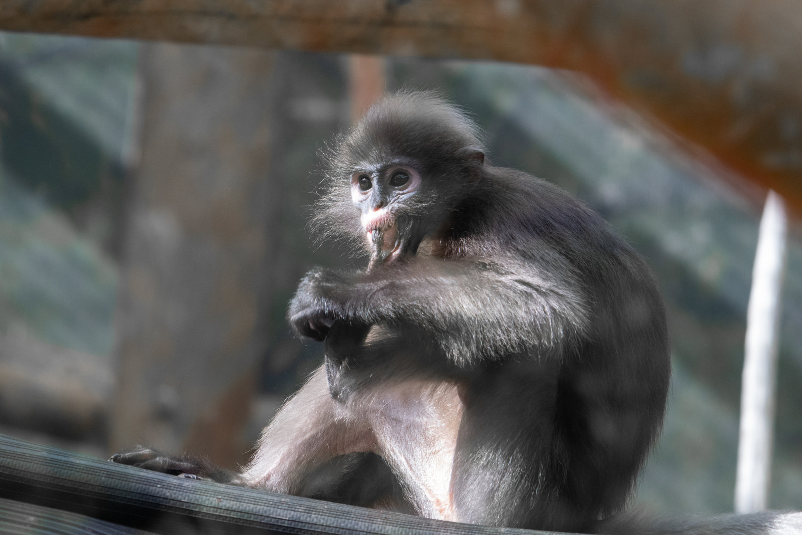Dusky Langur