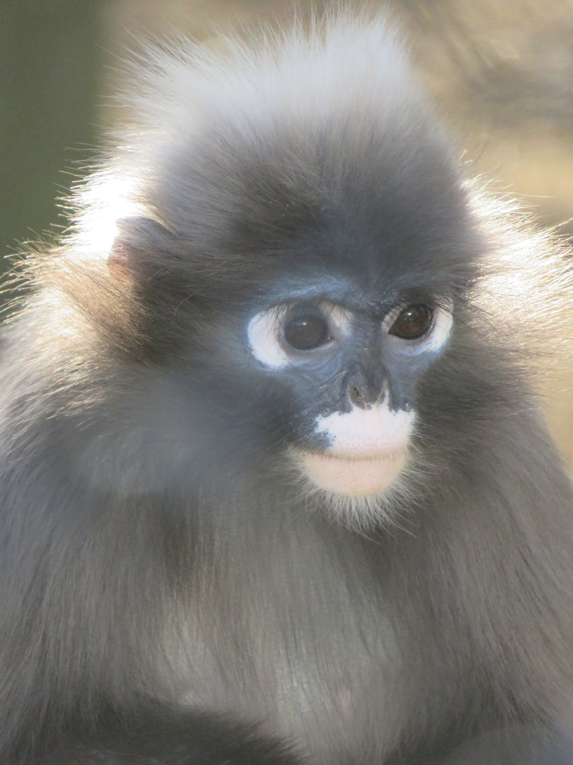 Dusky langur