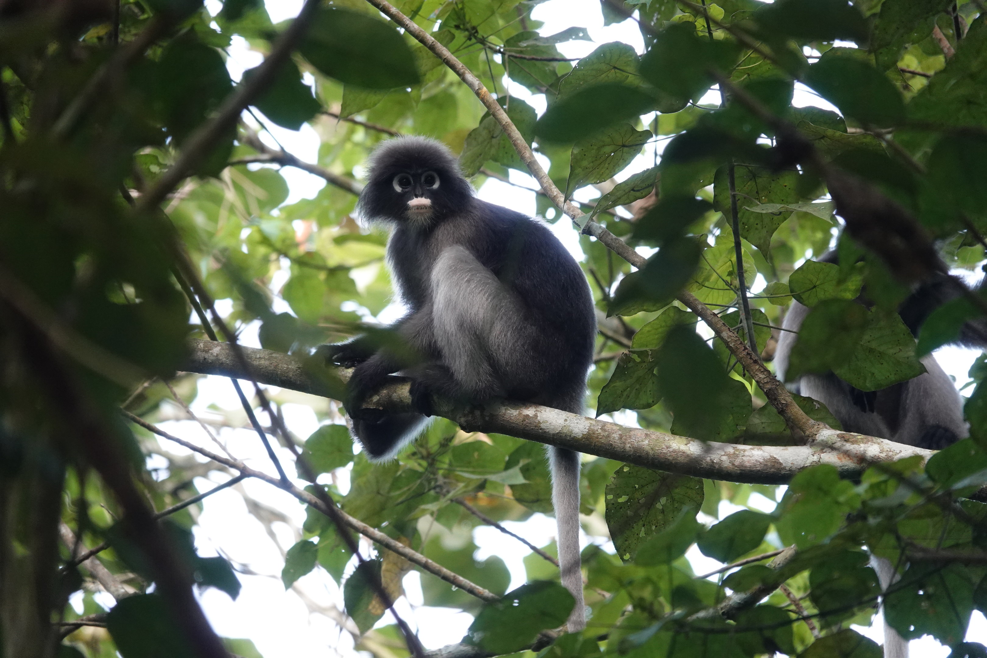 Dusky Langur