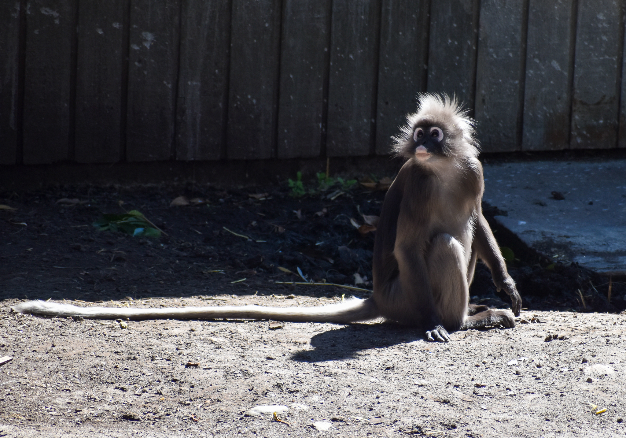 Dusky Langur