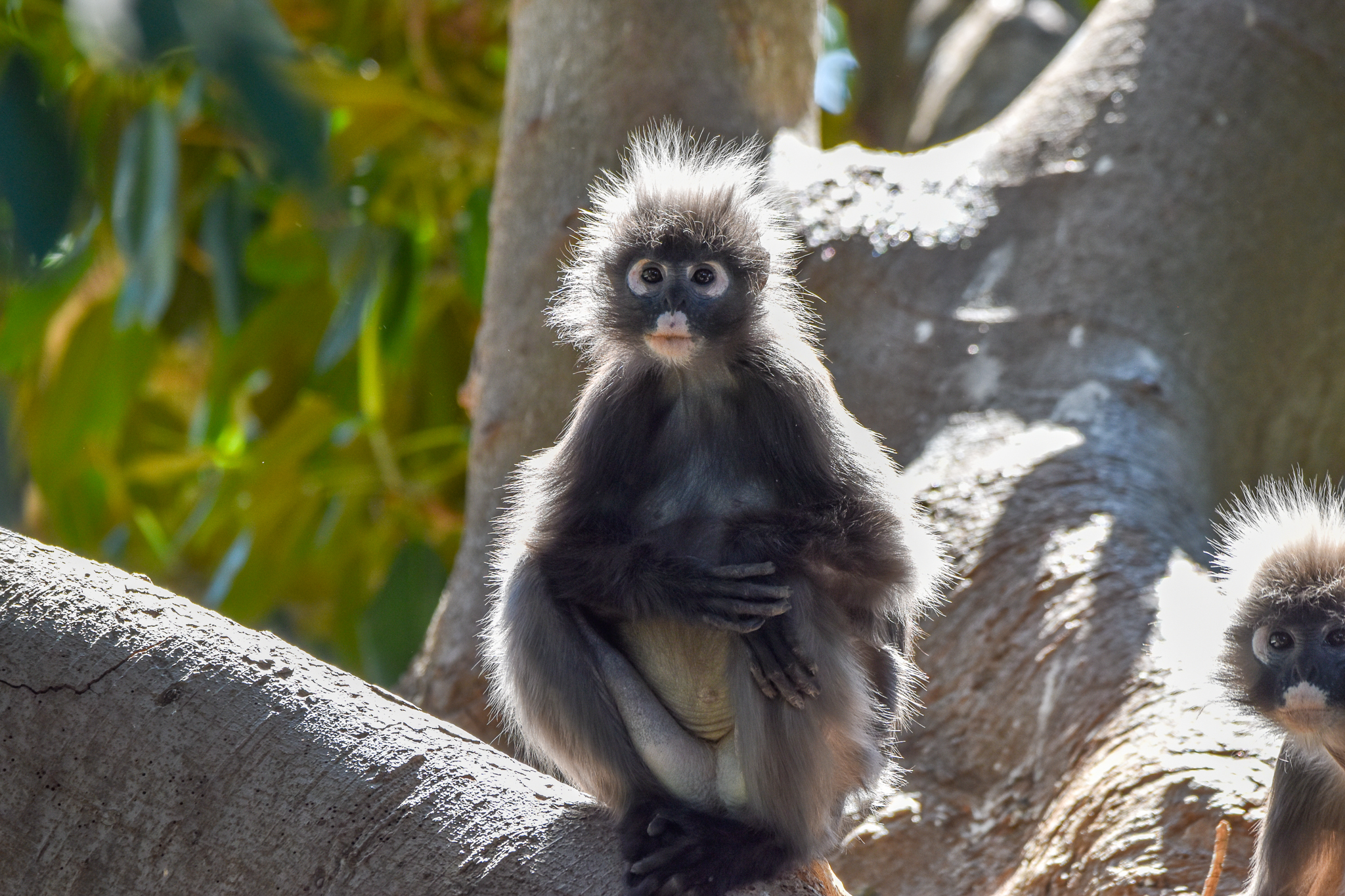 Dusky Langur