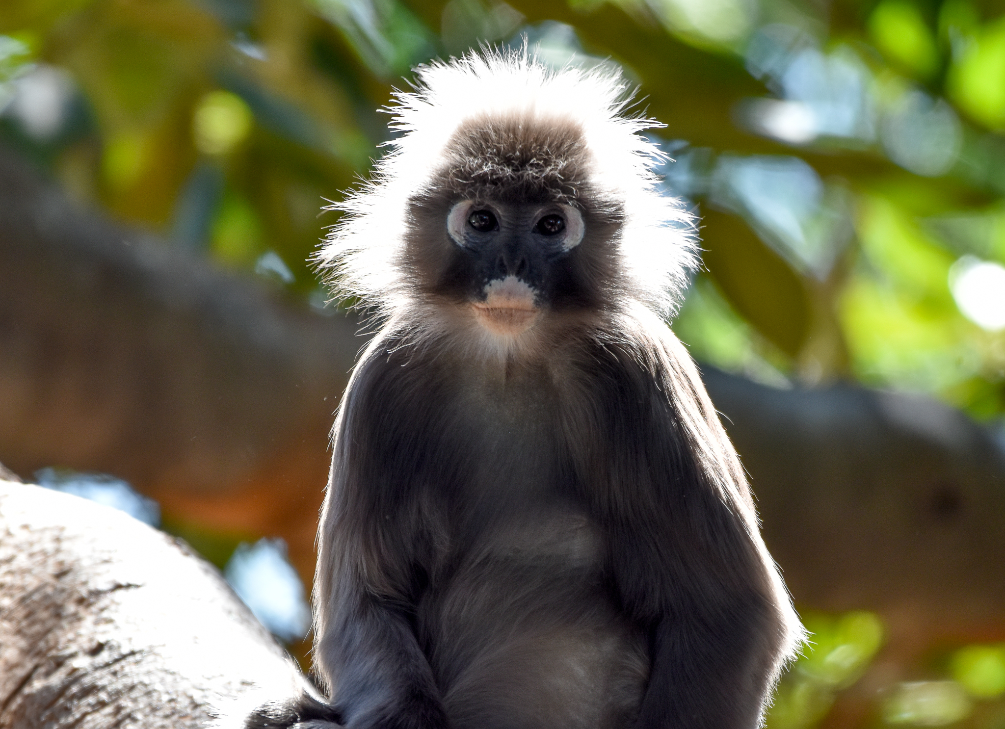 Dusky Langur