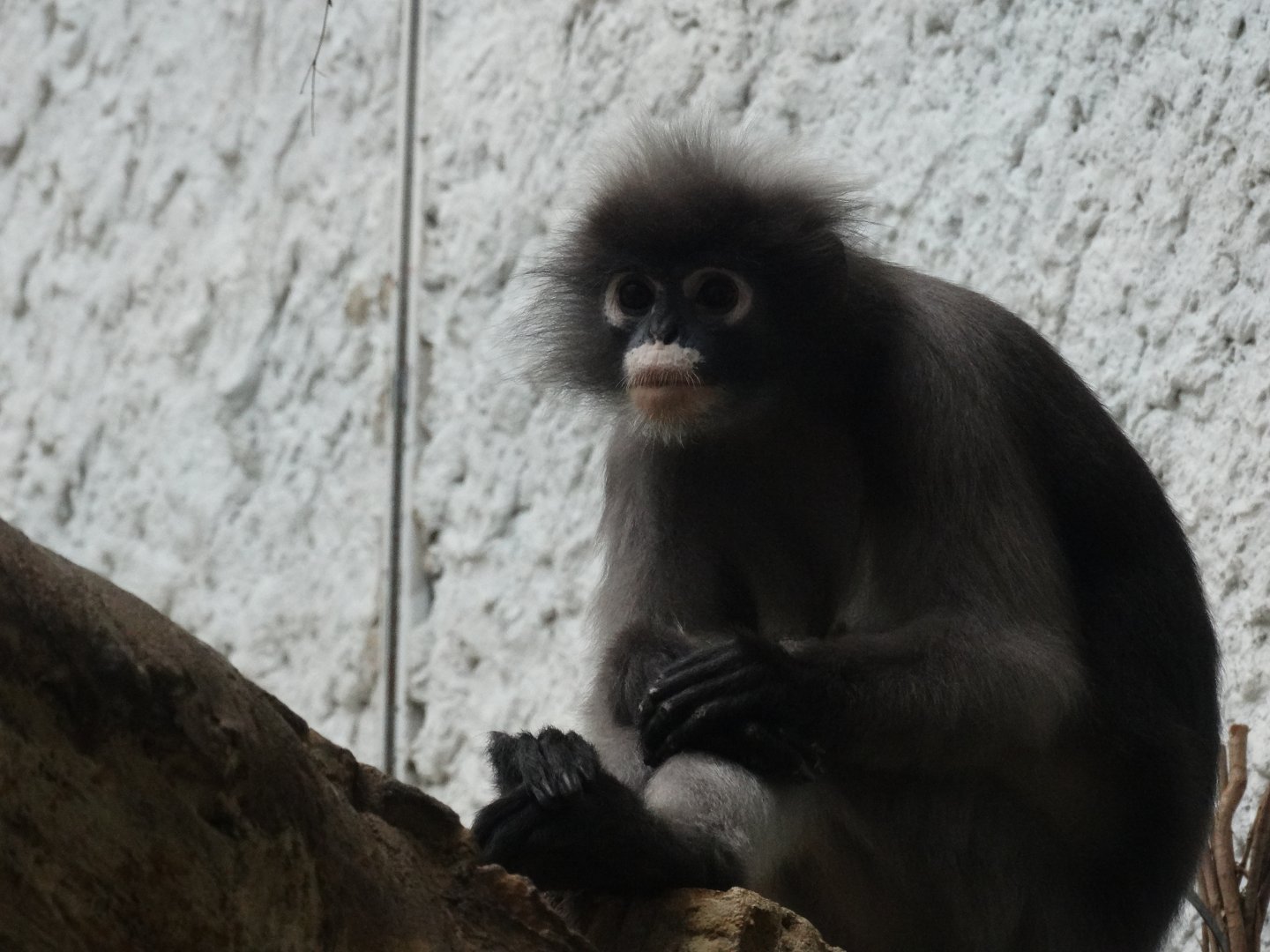 dusky langur