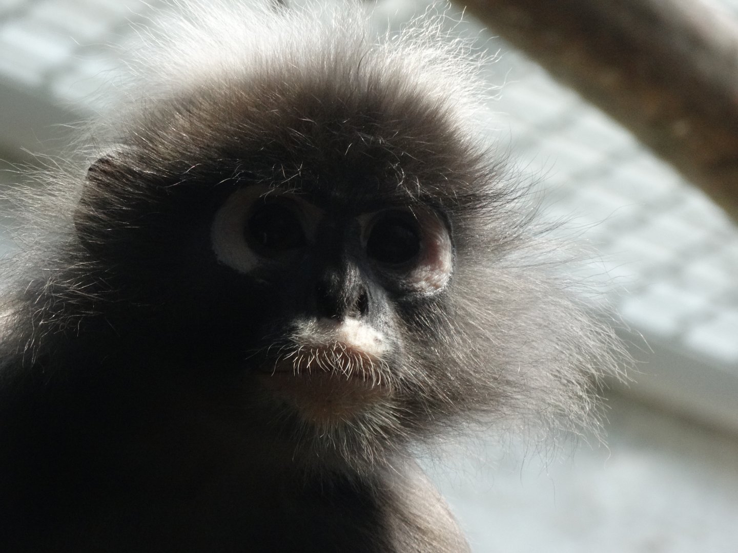 dusky langur