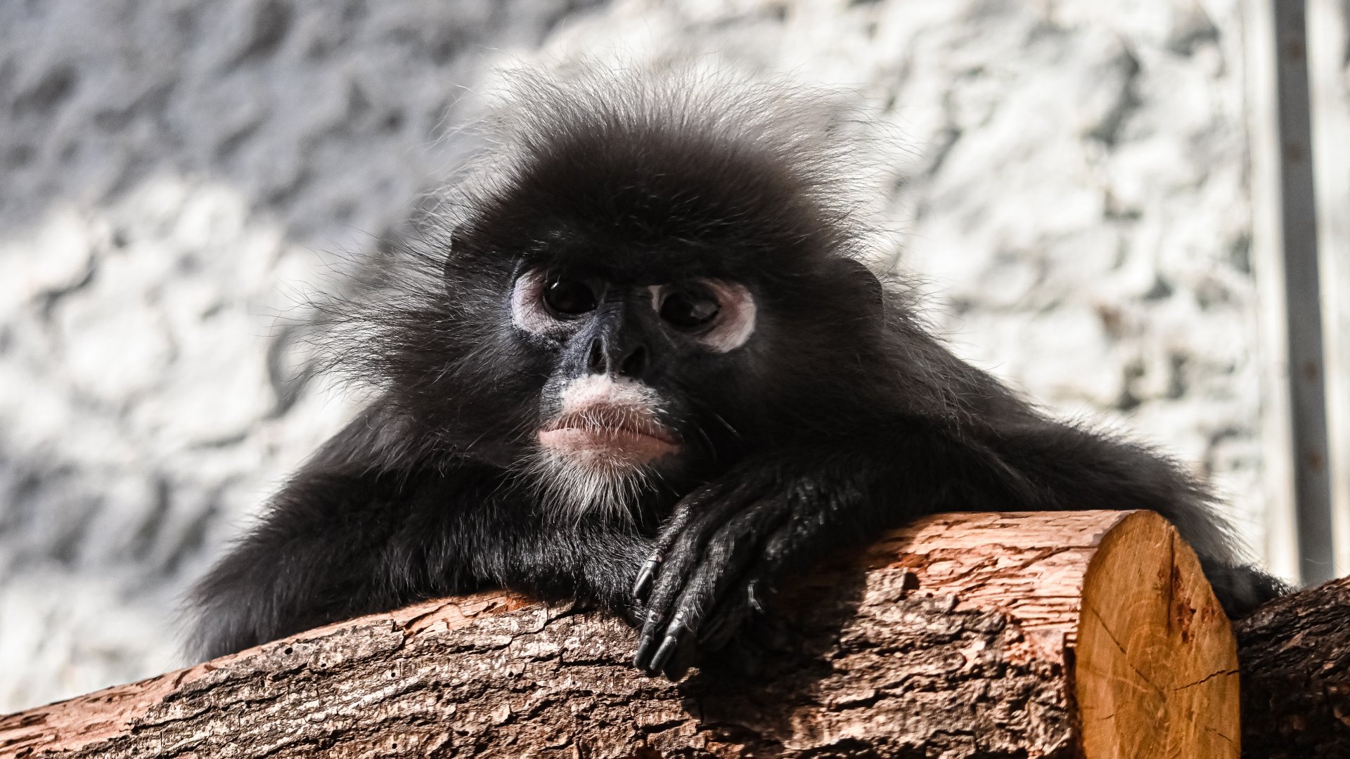 Dusky langur