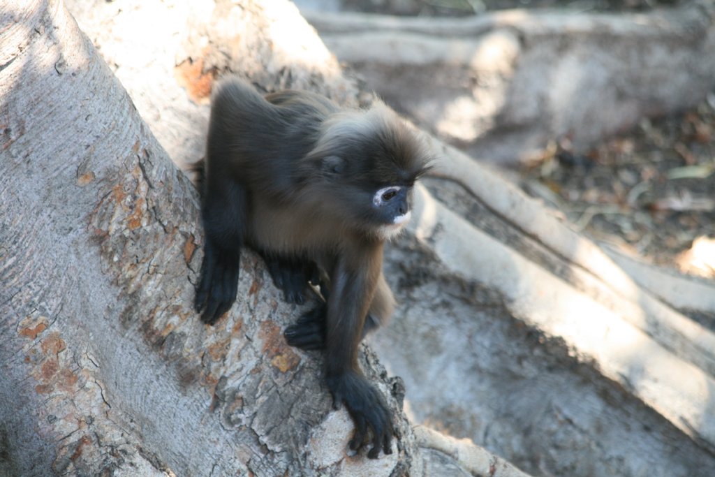 Dusky Langur
