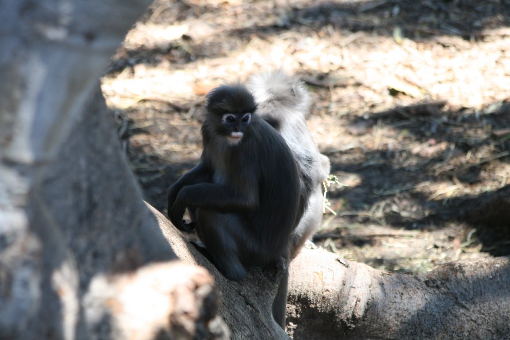 Dusky Langur