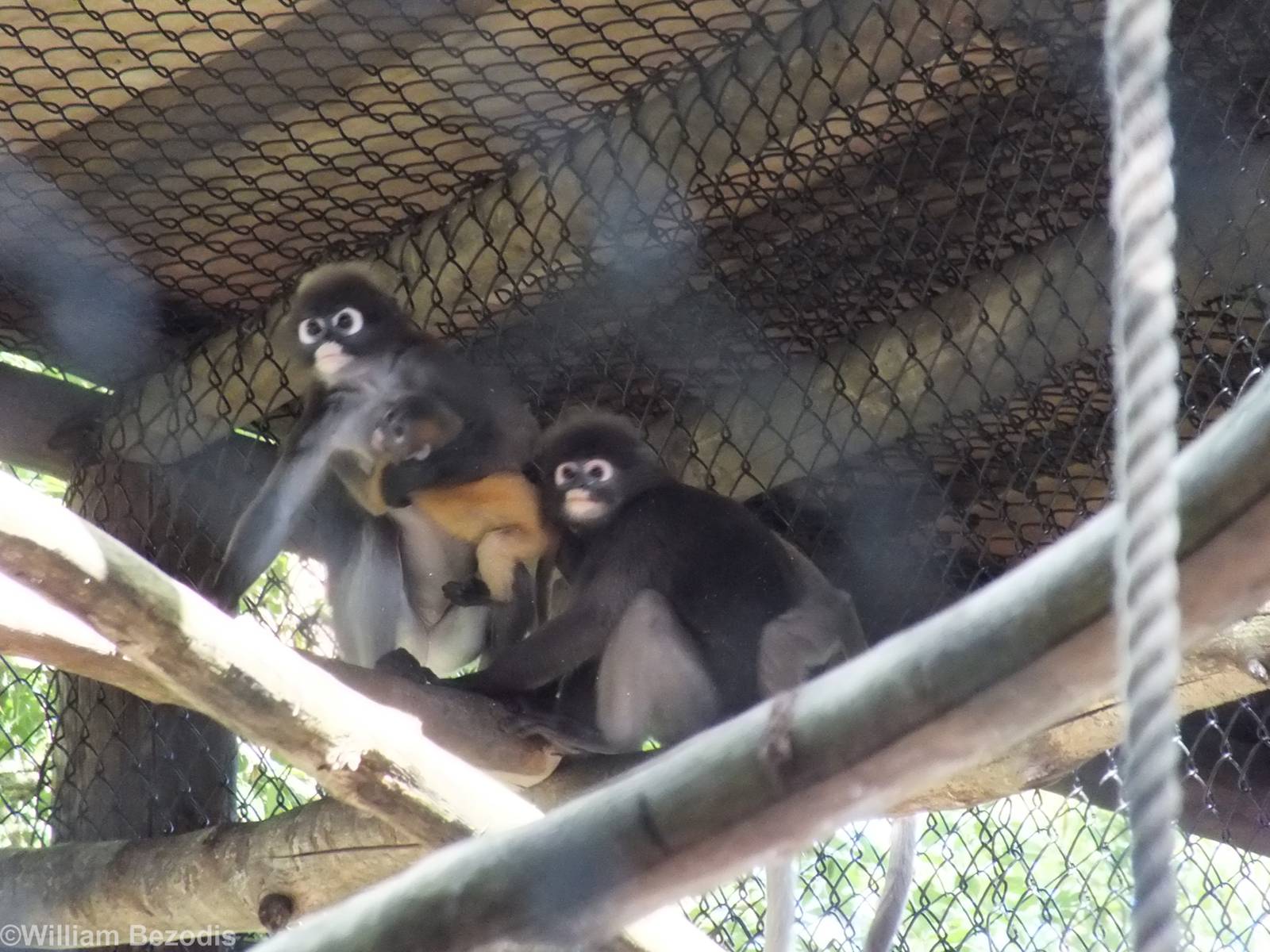Dusky Langurs and Baby