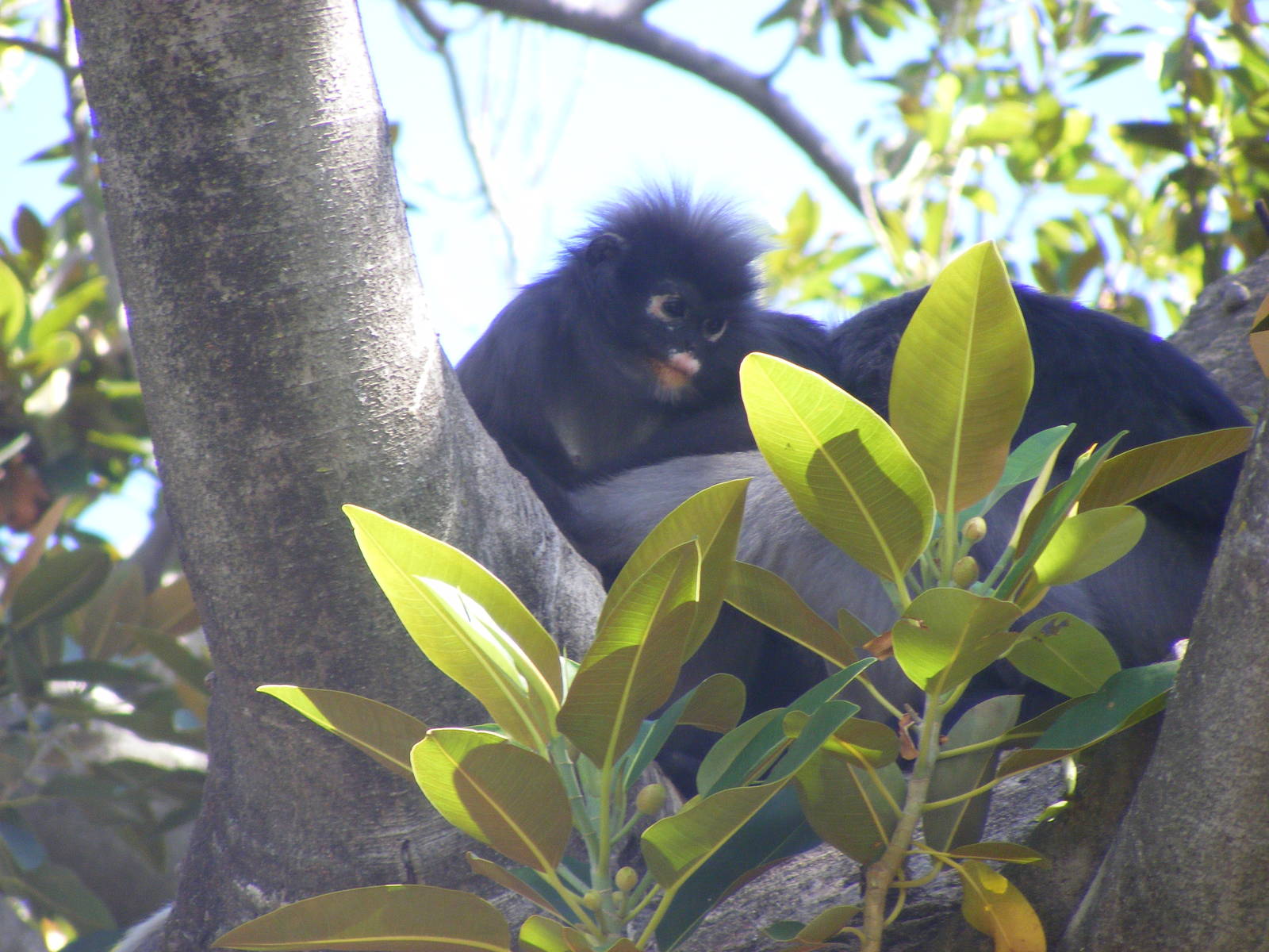 Dusky Langurs - April, 2010