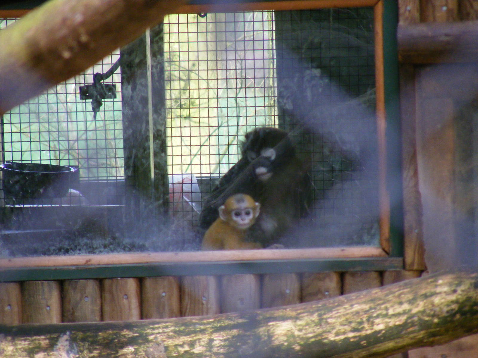 Dusky langurs at Howletts Wild Animal Park, 3 April 2010