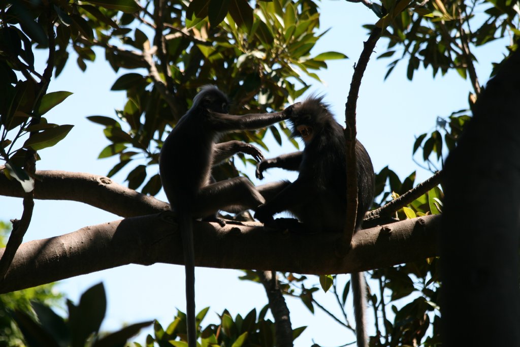 Dusky Langurs play fighting