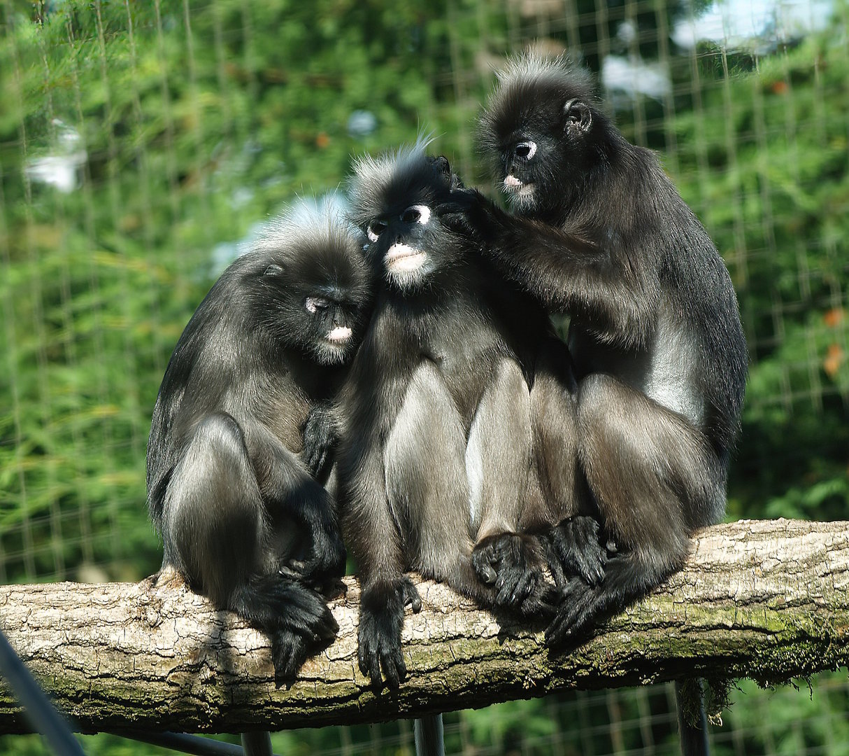 Dusky langurs (Trachypithecus obscurus), 2010-07-24