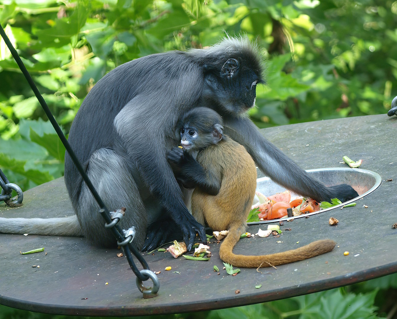Dusky langurs (Trachypithecus obscurus), 2014-09-07