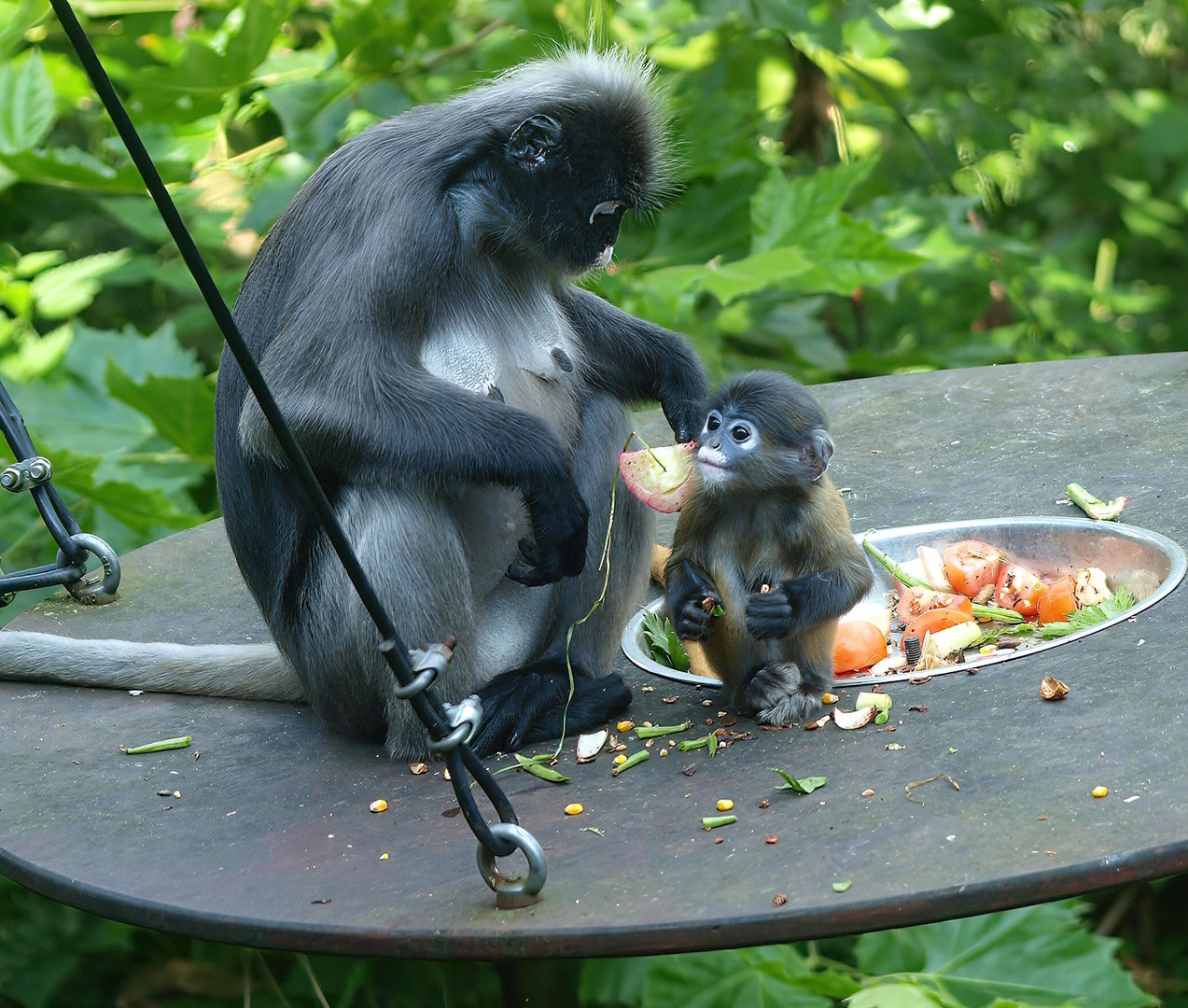 Dusky langurs (Trachypithecus obscurus), 2014-09-07