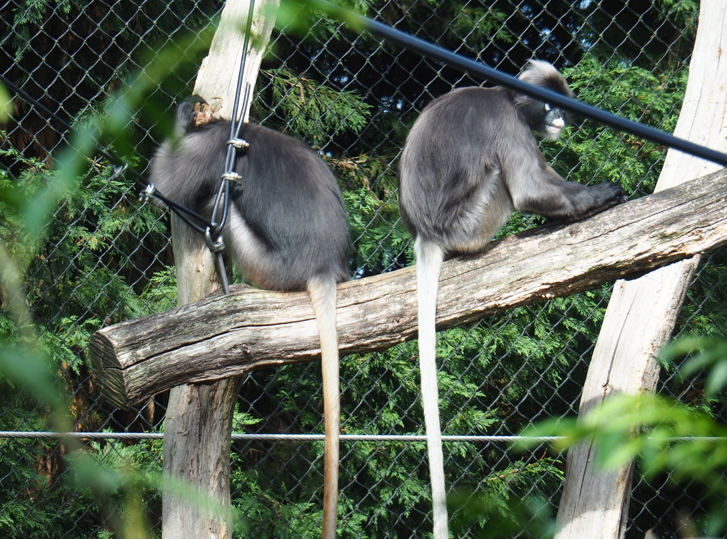 Dusky langurs (Trachypithecus obscurus), Sep 16th, 2018