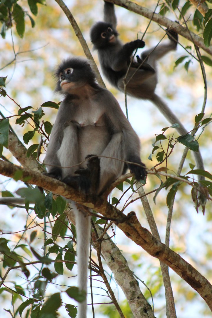 Dusky Langurs (Trachypithecus obscurus)
