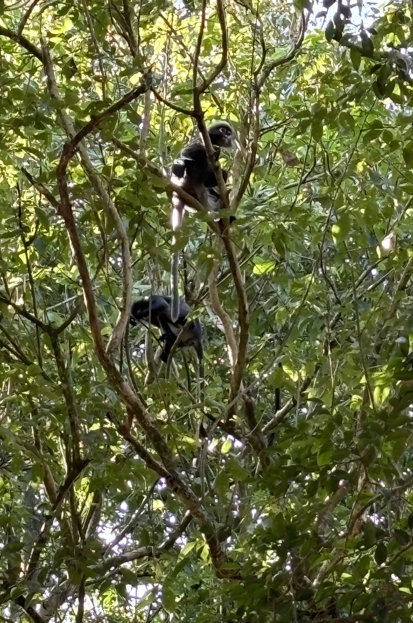 Dusky Langurs - wild