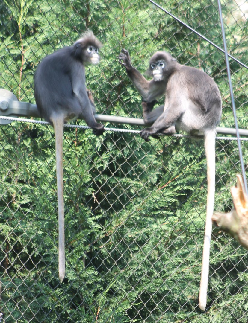 Dusky langurs