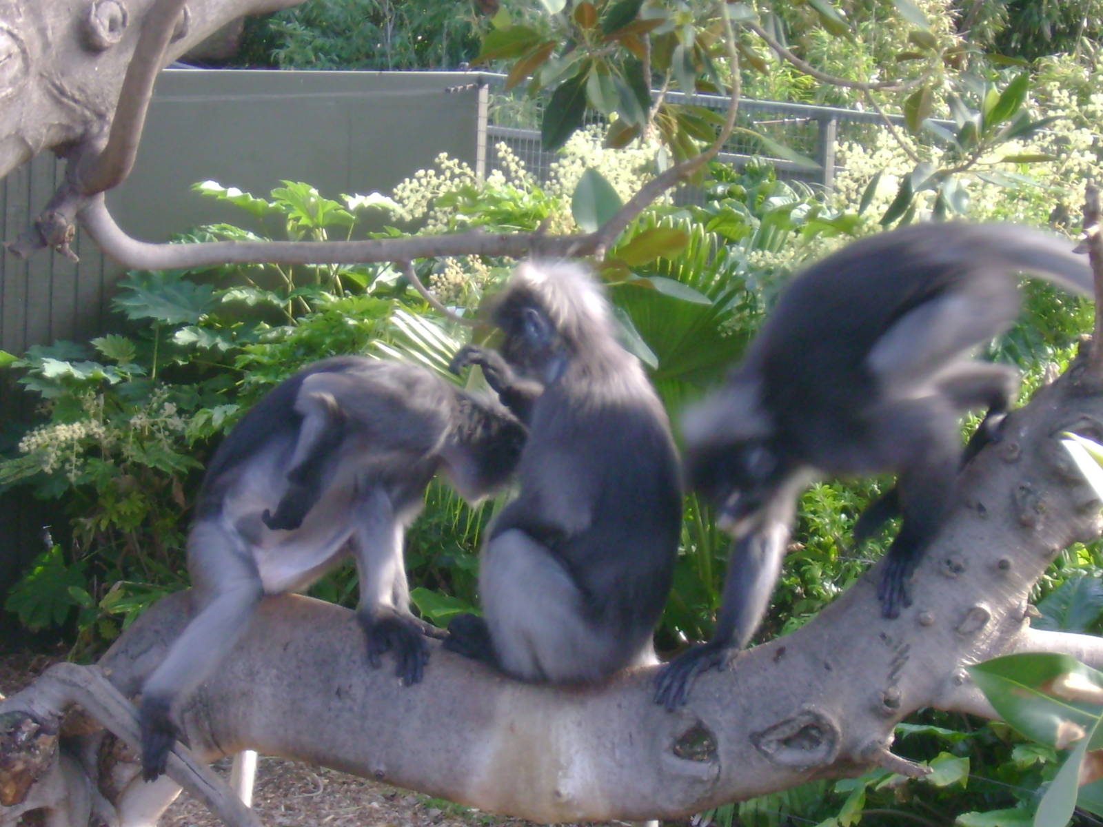 Dusky Langurs