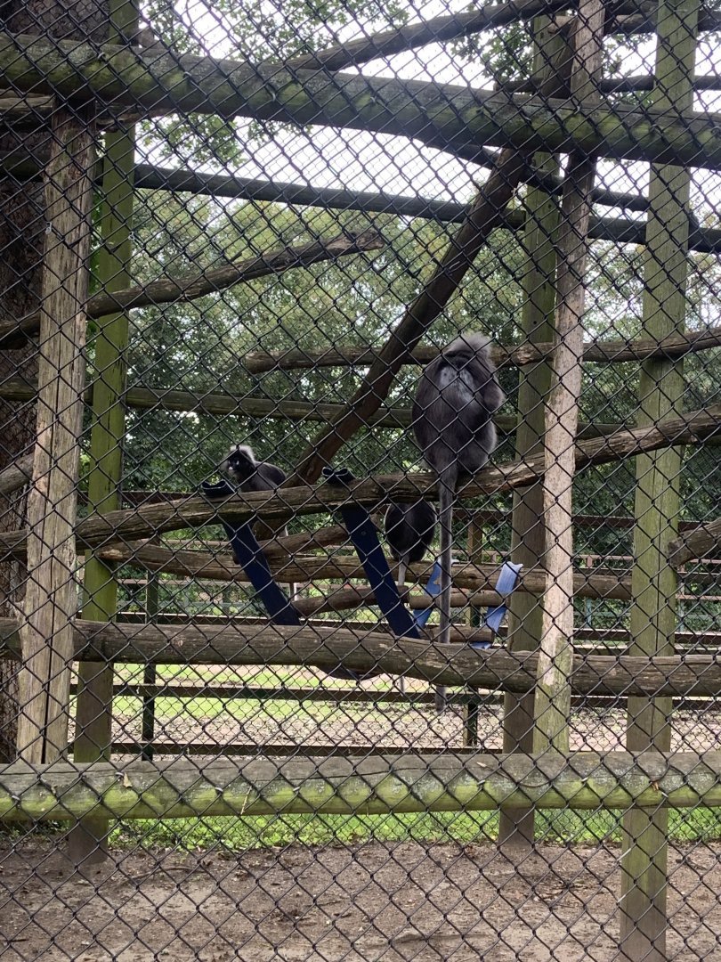 Dusky langurs