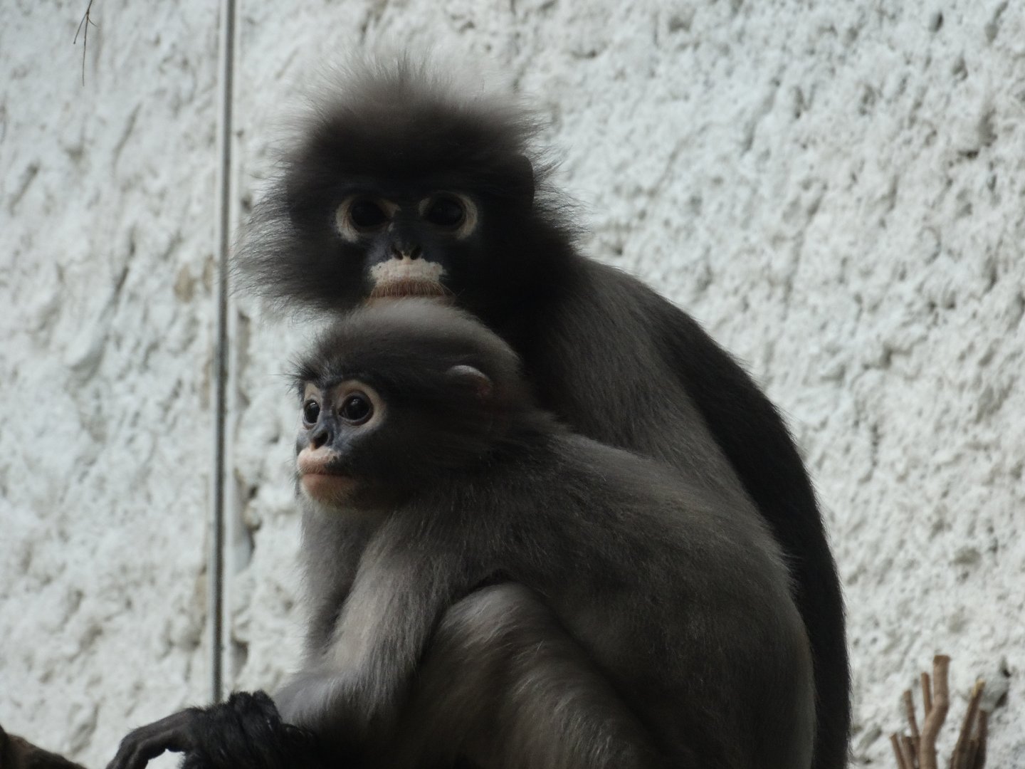 dusky langurs