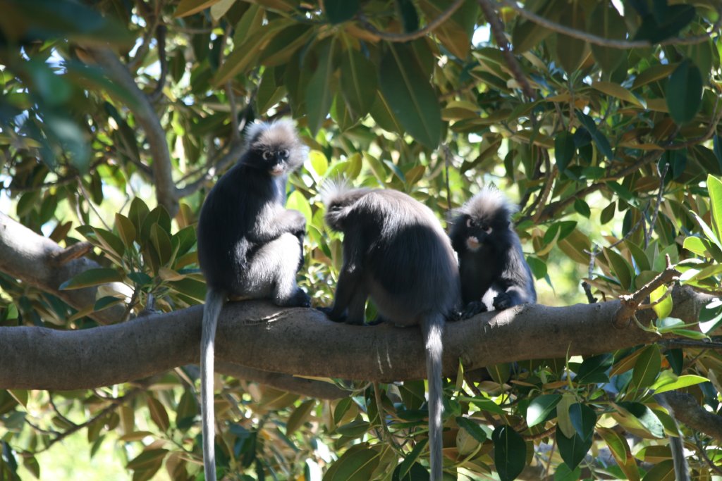 Dusky Langurs