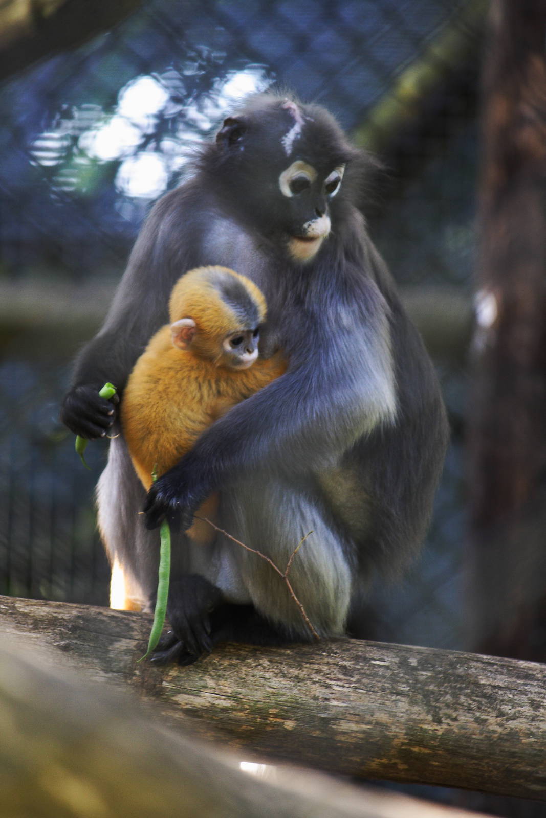 Dusky leaf monkey and baby