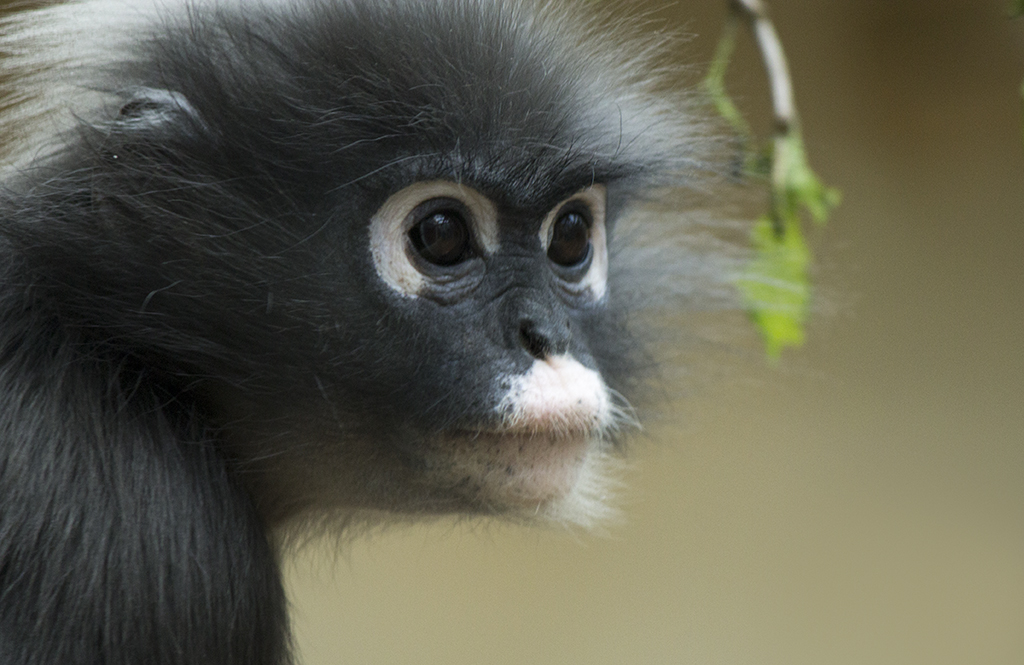 Dusky Leaf-monkey at Burgers Zoo, 4/27/14