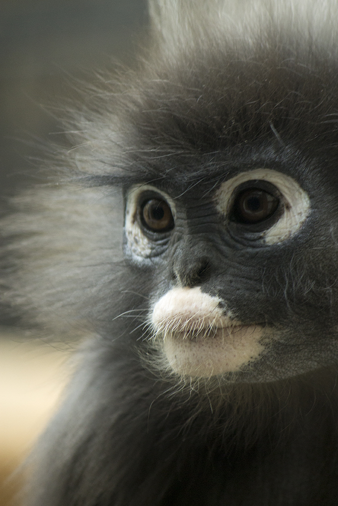 Dusky Leaf-monkey at Burgers Zoo, 4/27/14