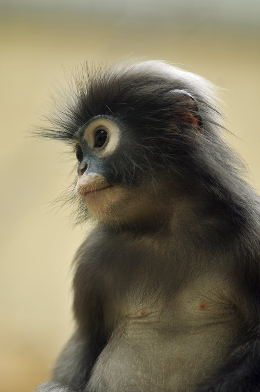 Dusky Leaf-monkey at wuppertal zoo
