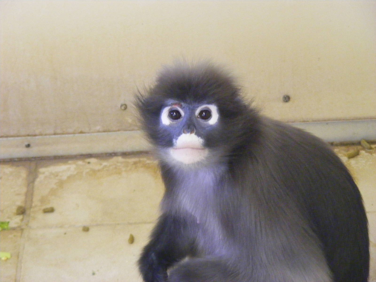 Dusky leaf monkey (dusky langur) at Twycross Zoo, 29 August 2010