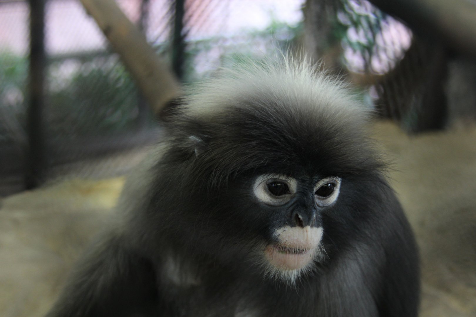 dusky leaf monkey or spectacled langur (Trachypithecus obscurus)