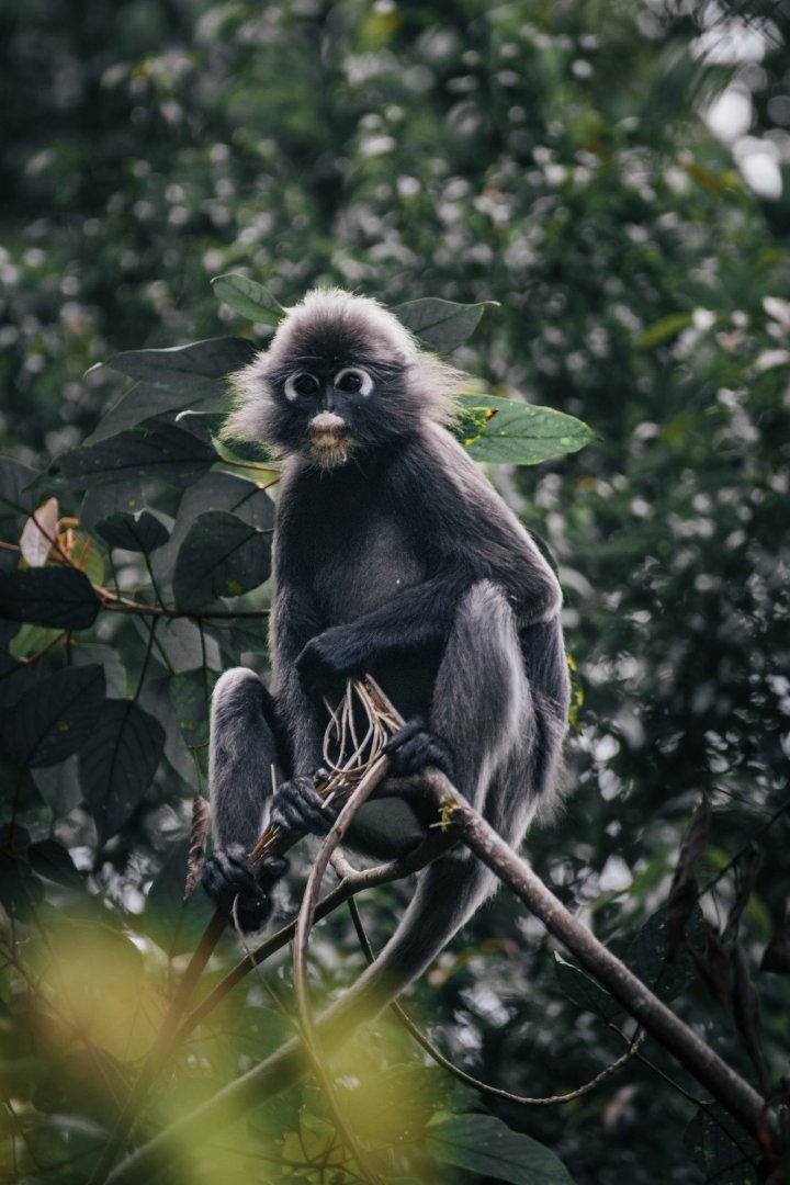 Dusky Leaf Monkey - Penang Hill