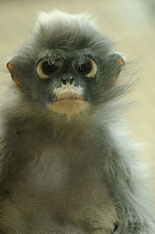Dusky Leaf-monkey portrait