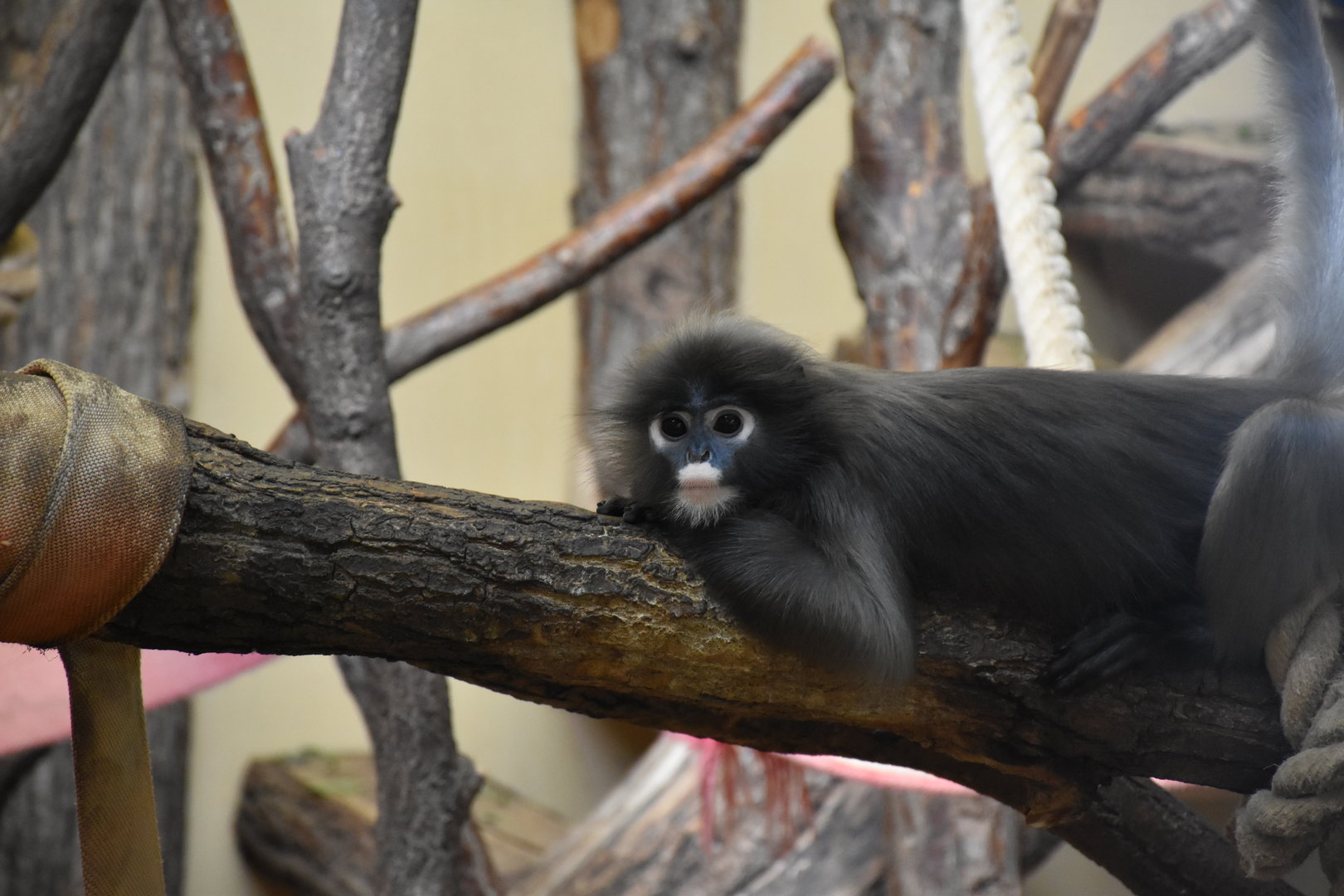 Dusky leaf monkey / Spectacled langur