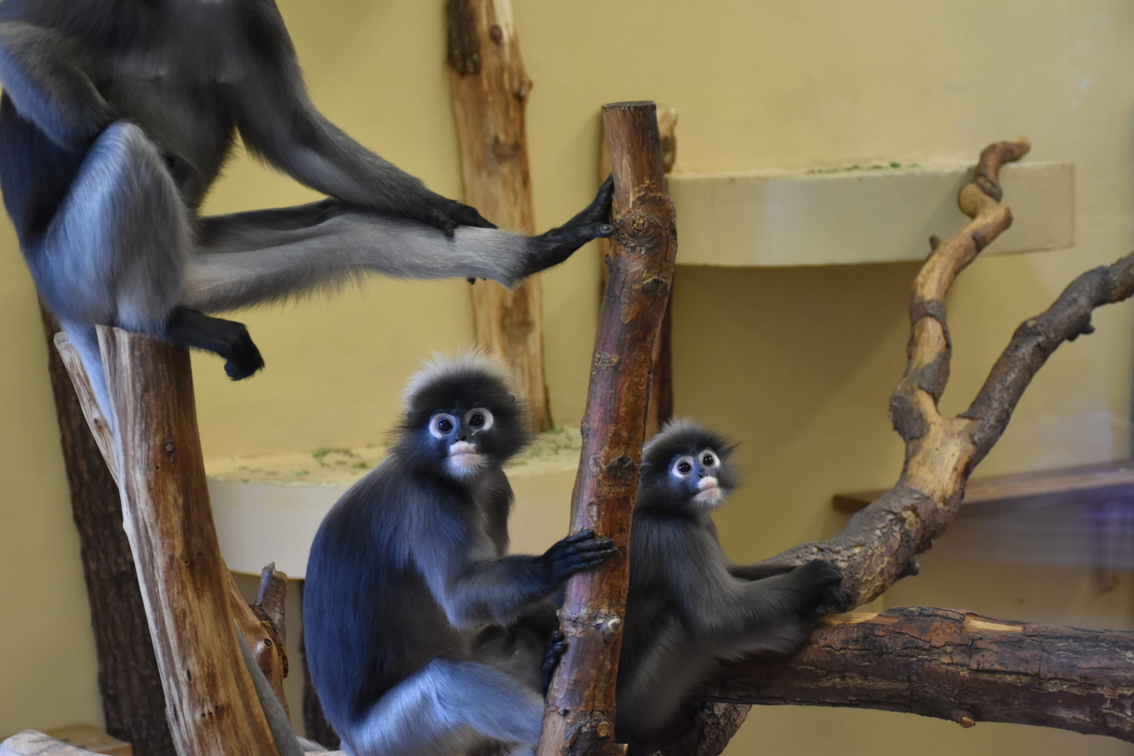 Dusky leaf monkey / Spectacled langur