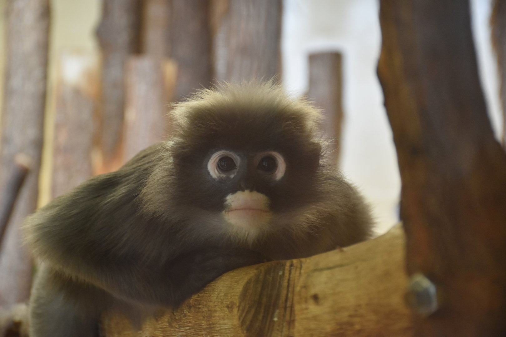 Dusky leaf monkey / Spectacled langur