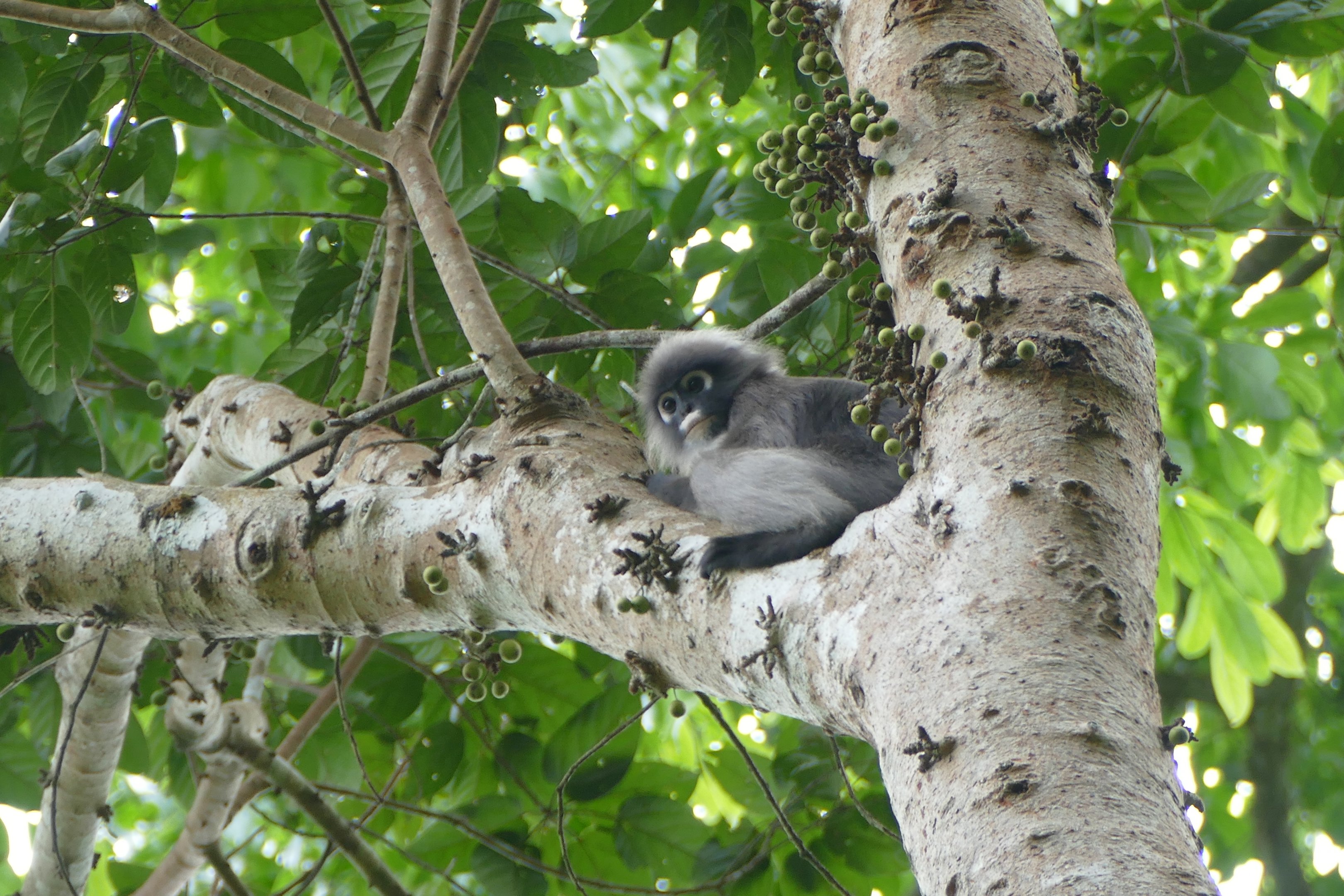 Dusky leaf monkey - Taman Negara