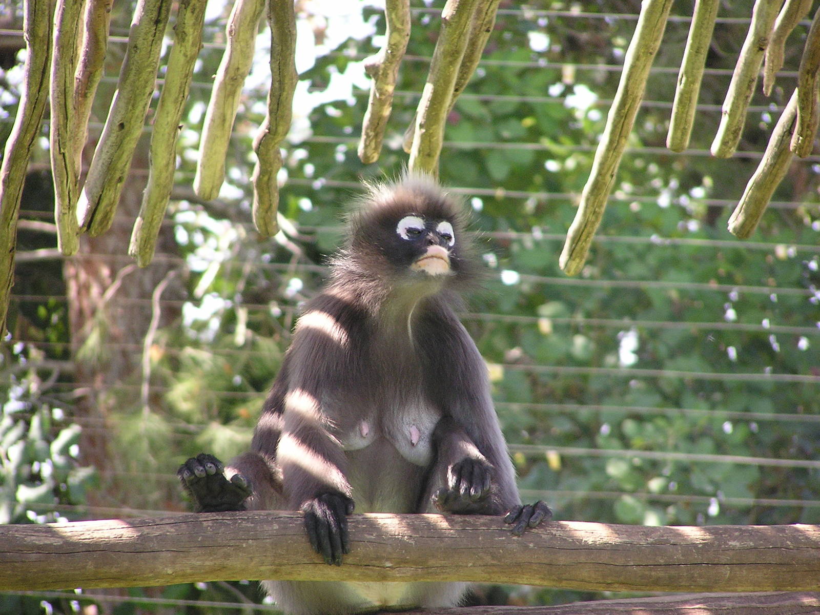 Dusky leaf monkey / Trachypithecus obscurus