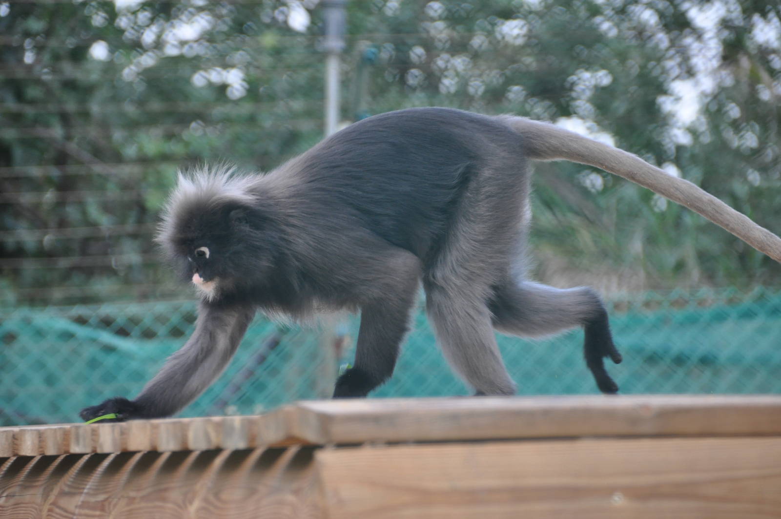Dusky leaf monkey/ Trachypithecus obscurus