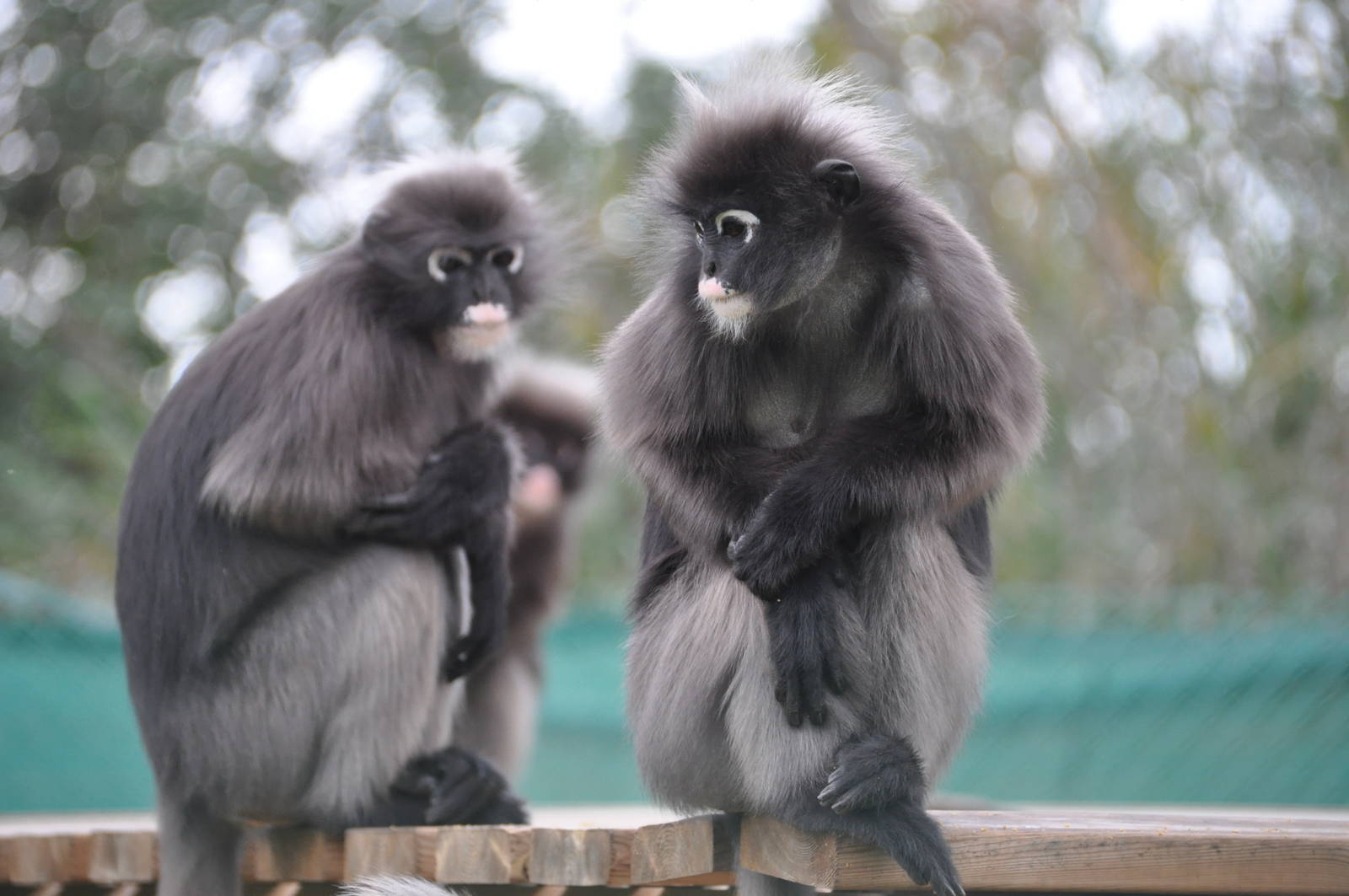 Dusky leaf monkey/ Trachypithecus obscurus