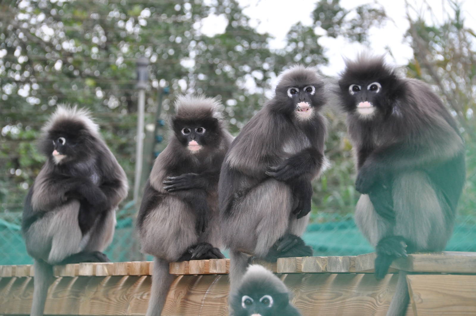 Dusky leaf monkey/ Trachypithecus obscurus