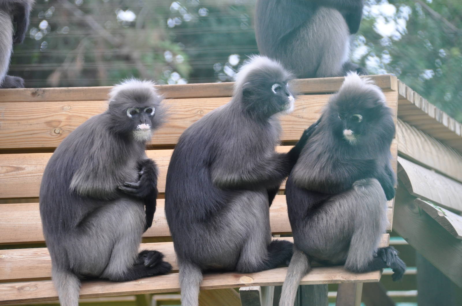 Dusky leaf monkey/ Trachypithecus obscurus