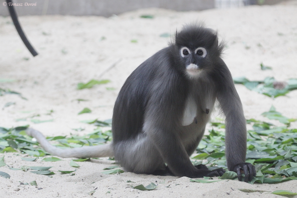 Dusky Leaf-monkey (Trachypithecus obscurus)