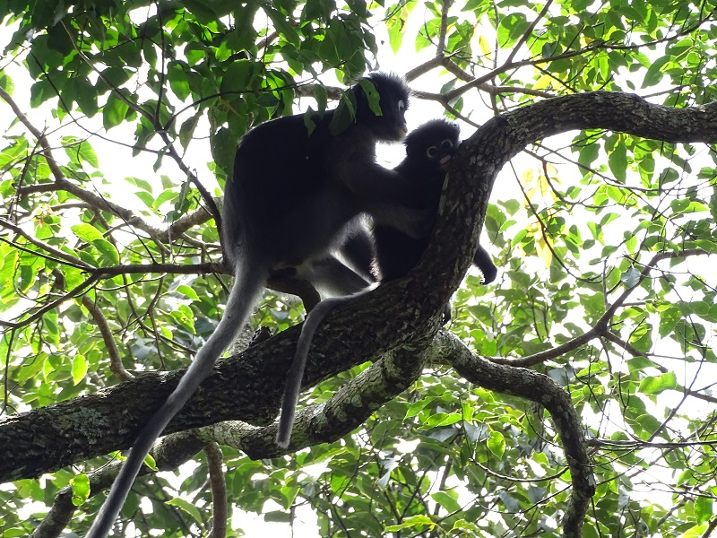 Dusky leaf-monkey (Trachypithecus obscurus)