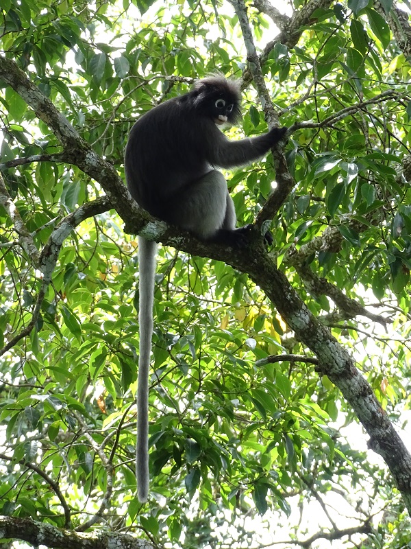 Dusky leaf-monkey (Trachypithecus obscurus)