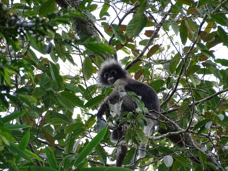 Dusky leaf-monkey (Trachypithecus obscurus)