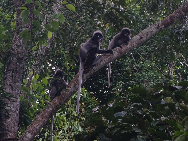 Dusky leaf-monkey (Trachypithecus obscurus)