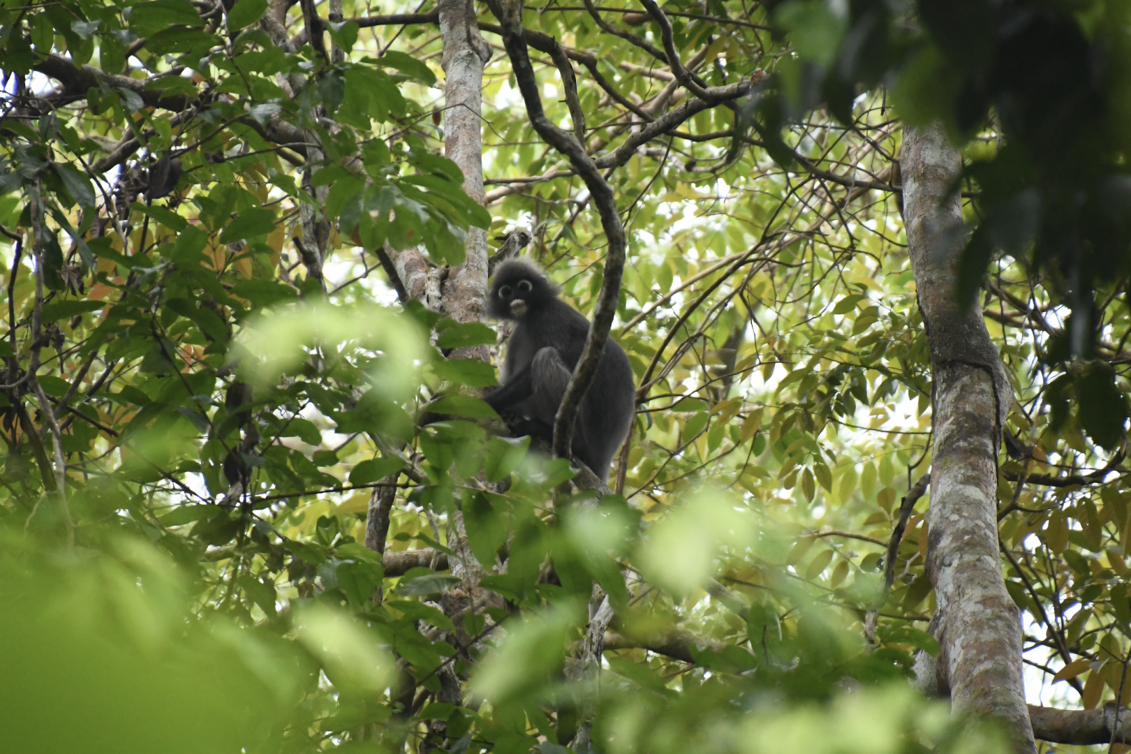 Dusky leaf monkey (Trachypithecus obscurus)