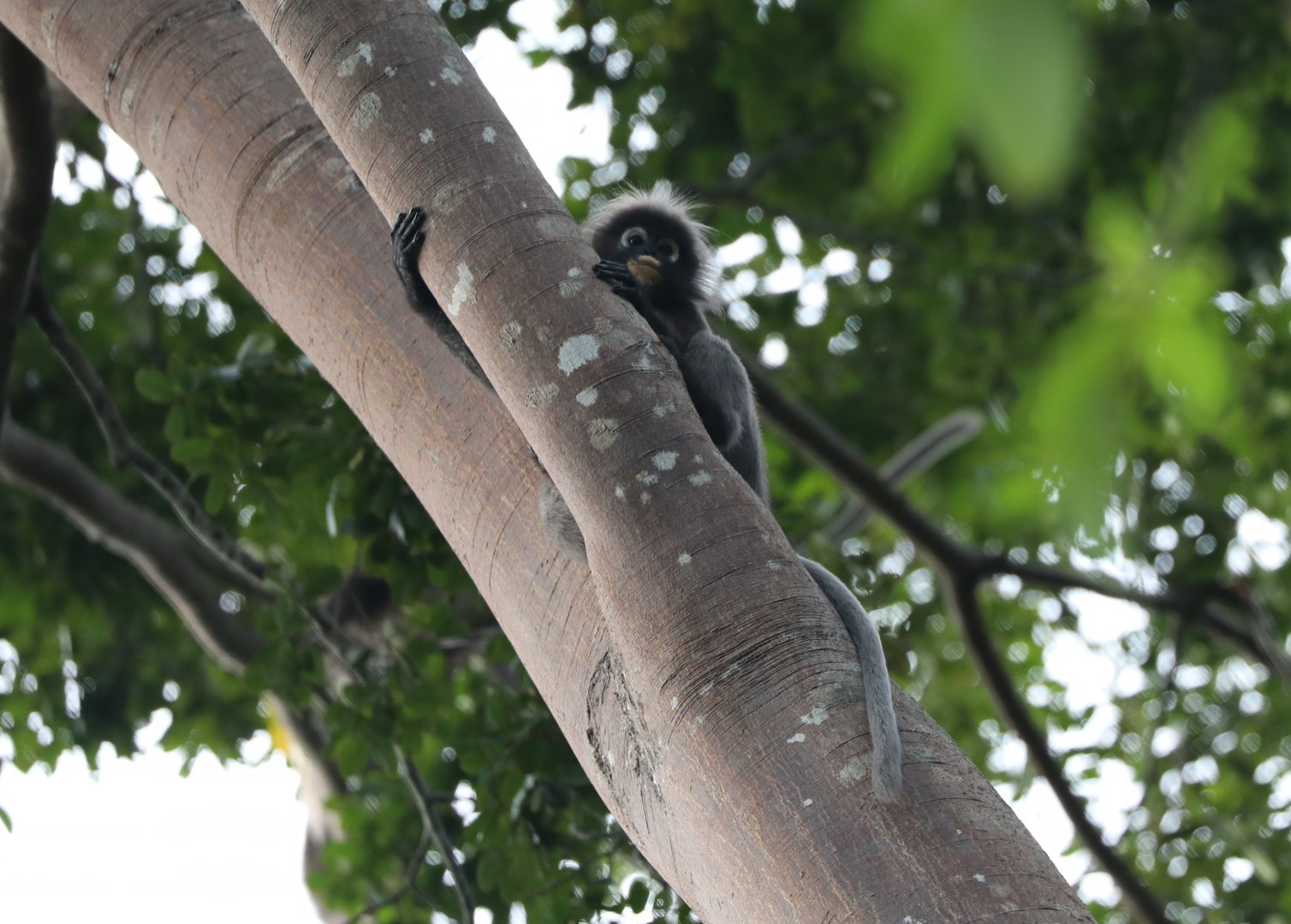 dusky leaf monkey (Trachypithecus obscurus)
